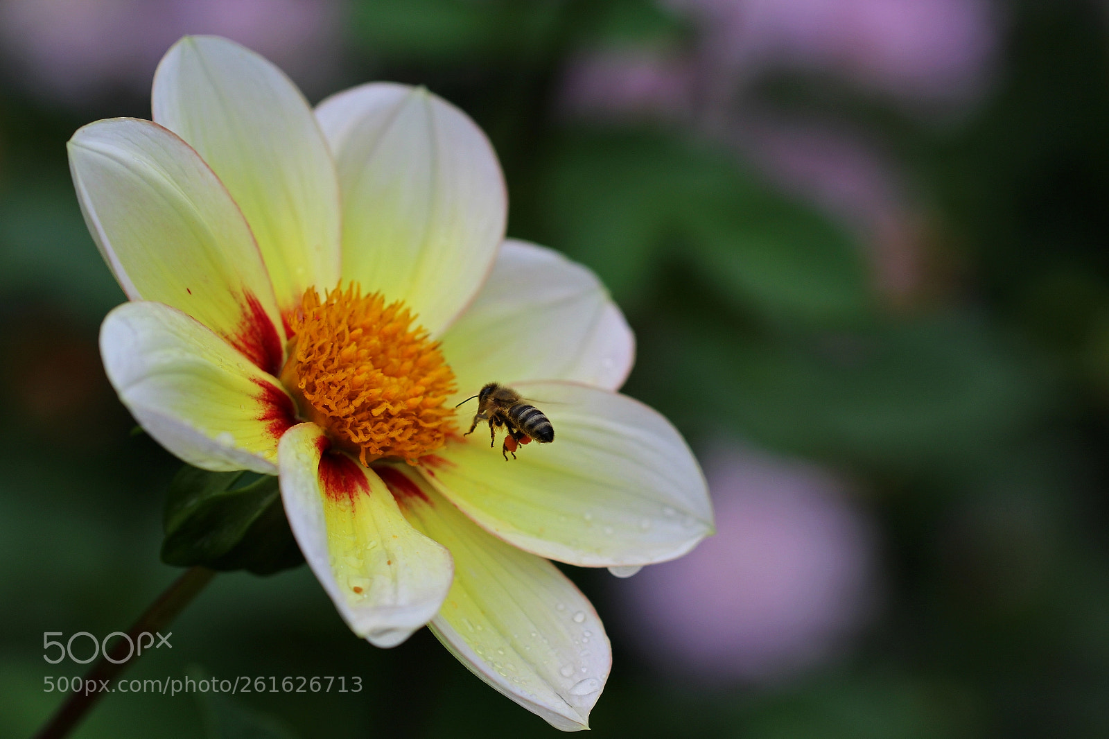 Canon EOS 1200D (EOS Rebel T5 / EOS Kiss X70 / EOS Hi) sample photo. Landing photography