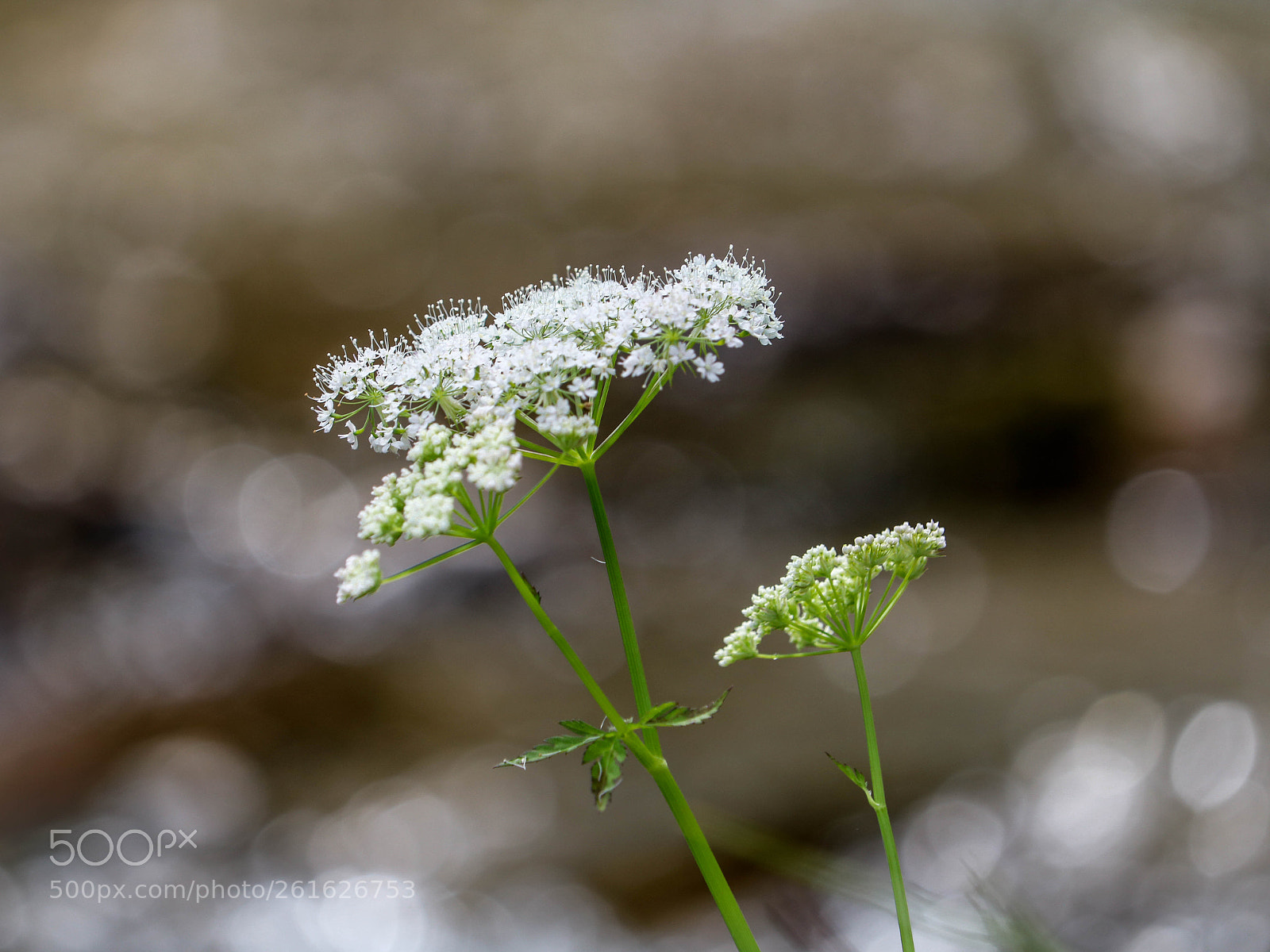 Canon EOS 750D (EOS Rebel T6i / EOS Kiss X8i) sample photo. Wildpflanzen am bachrand... photography