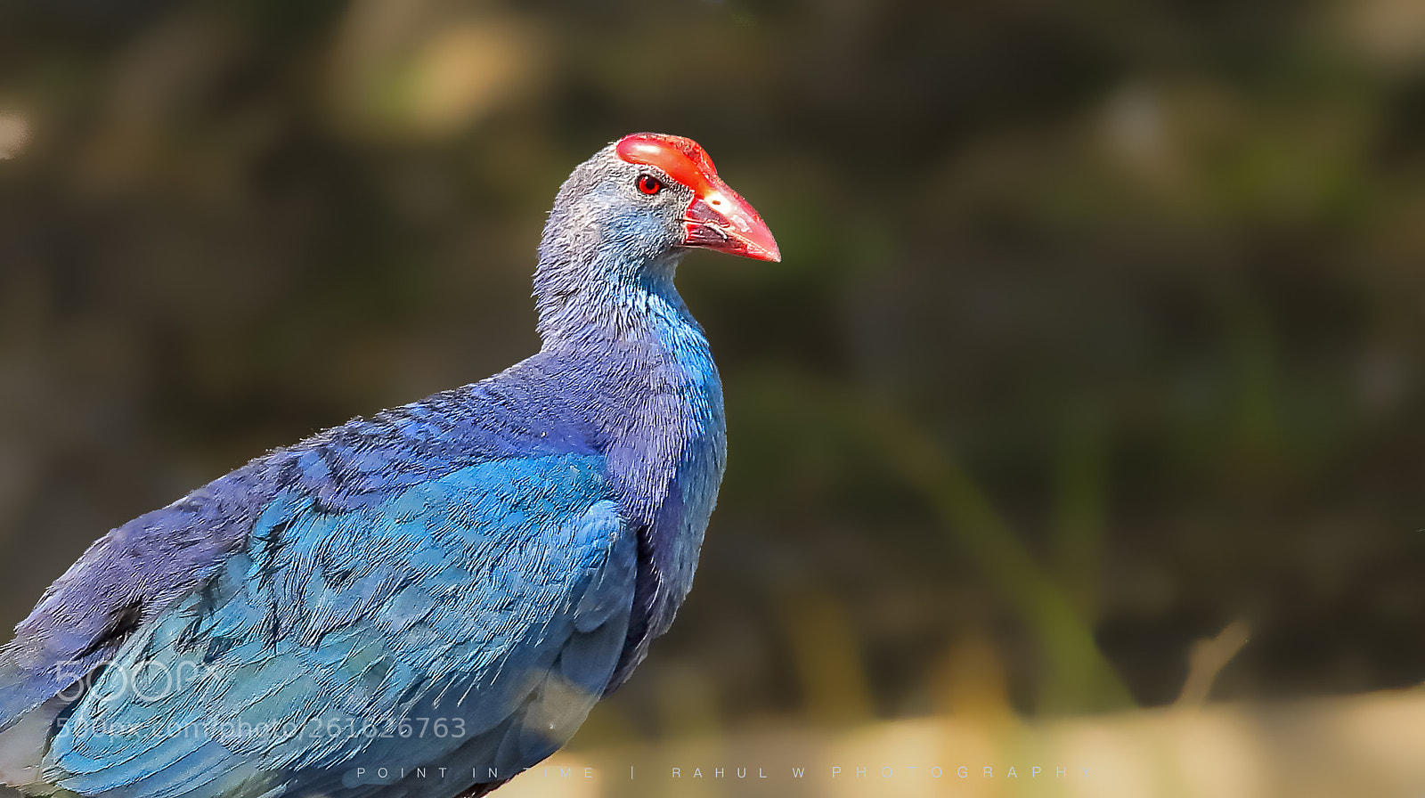 Canon EOS 7D Mark II sample photo. Western/purple swamphen photography