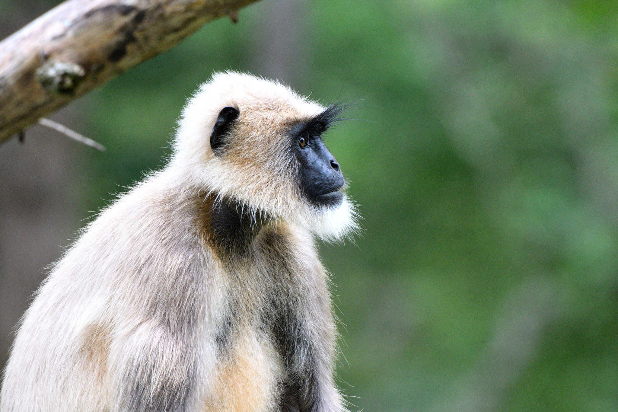 Nikon D500 + Nikon AF-S Nikkor 200-500mm F5.6E ED VR sample photo. Contemplative hanuman langur at kabini photography