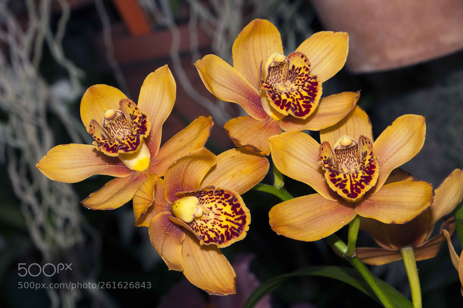 Nikon D300 sample photo. Group of orchids photography