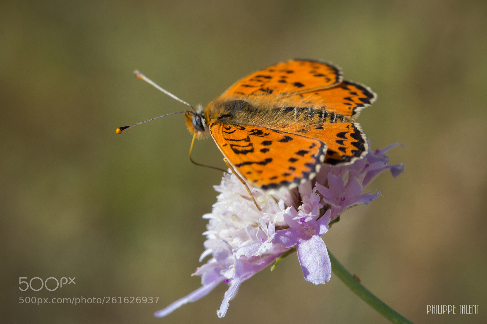 Canon EOS 60D sample photo. Papillon, alpilles photography