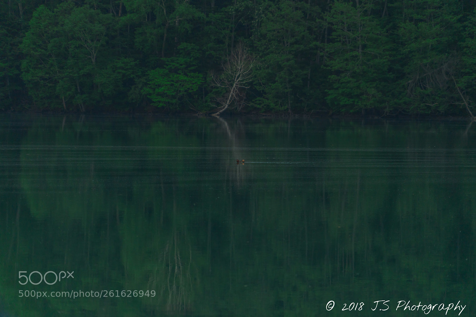 Sony a7R II sample photo. Silence in green world photography