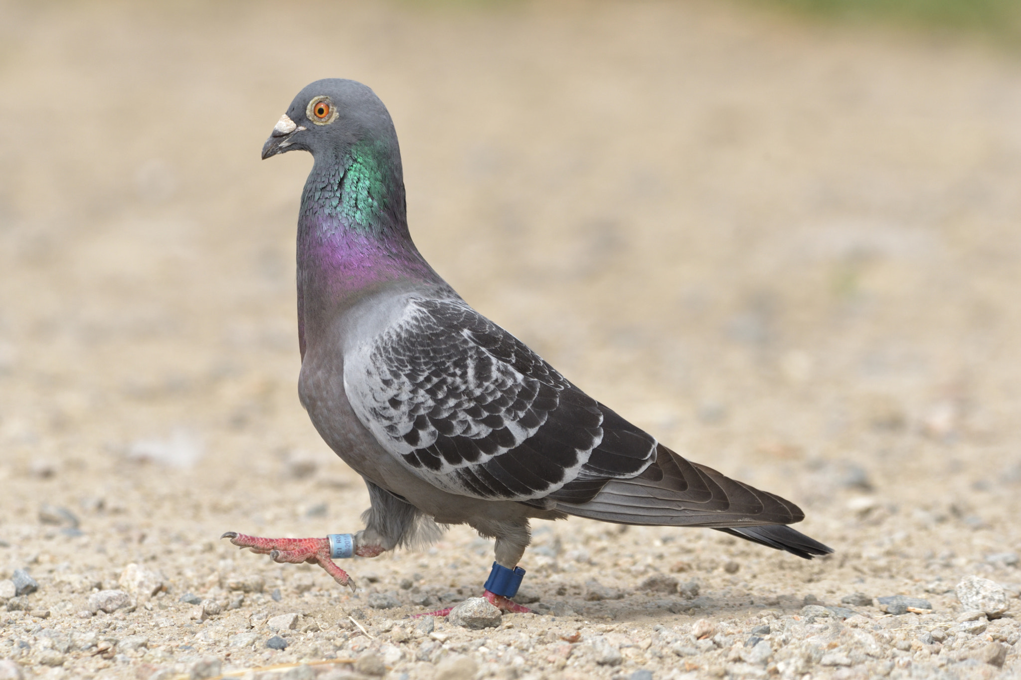 Sigma 150-600mm F5-6.3 DG OS HSM | C sample photo. Racing postal pigeon photography