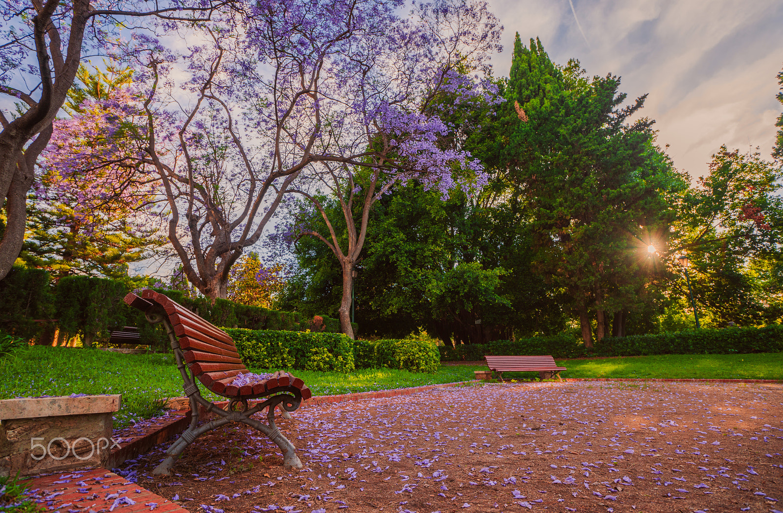Sony a99 II sample photo. Blossoming trees of jacaranda in the park vivieros in the pre-hours. valencia, spain photography