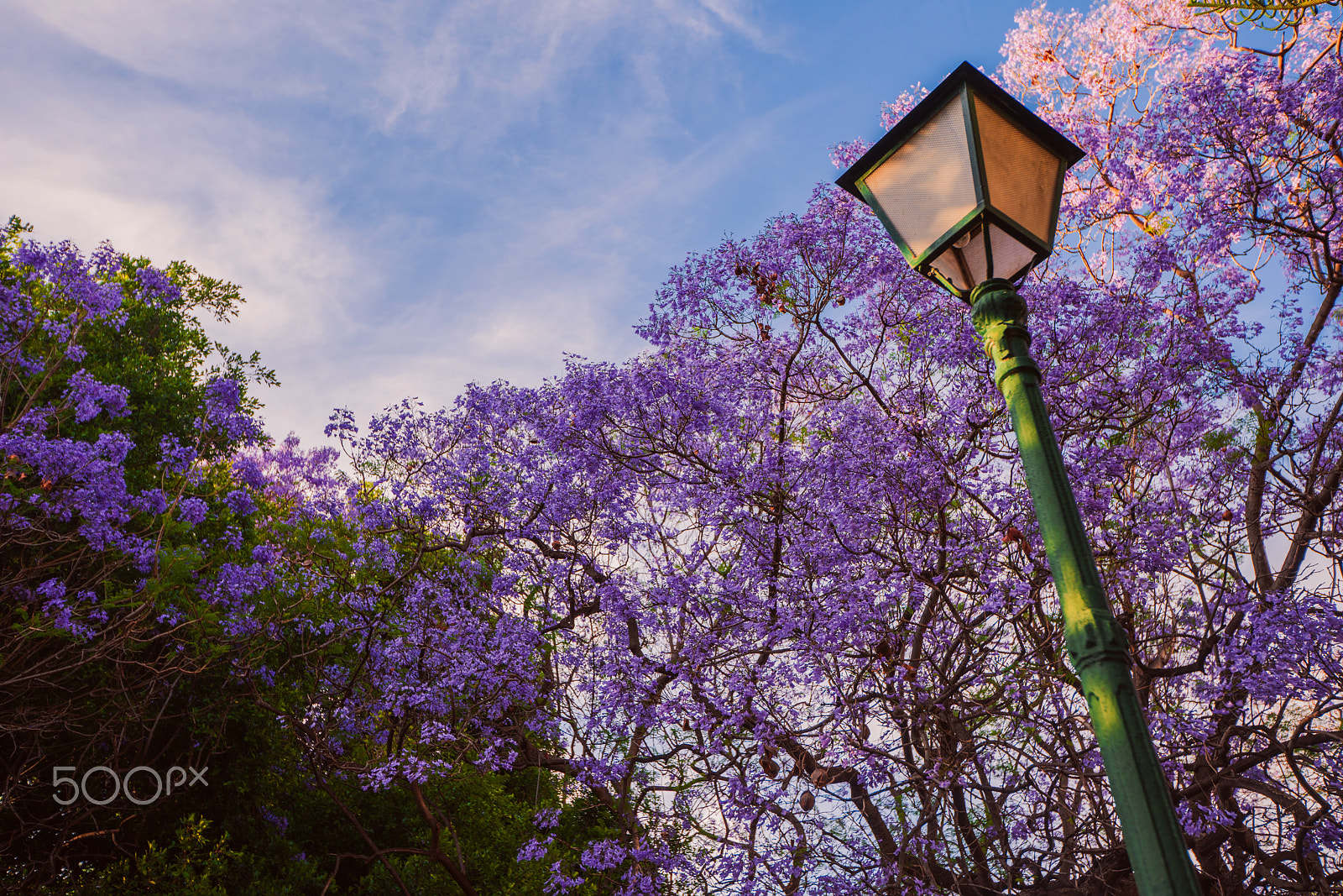 Sony a99 II sample photo. Blossoming trees of jacaranda in the park vivieros in the pre-hours. valencia, spain photography