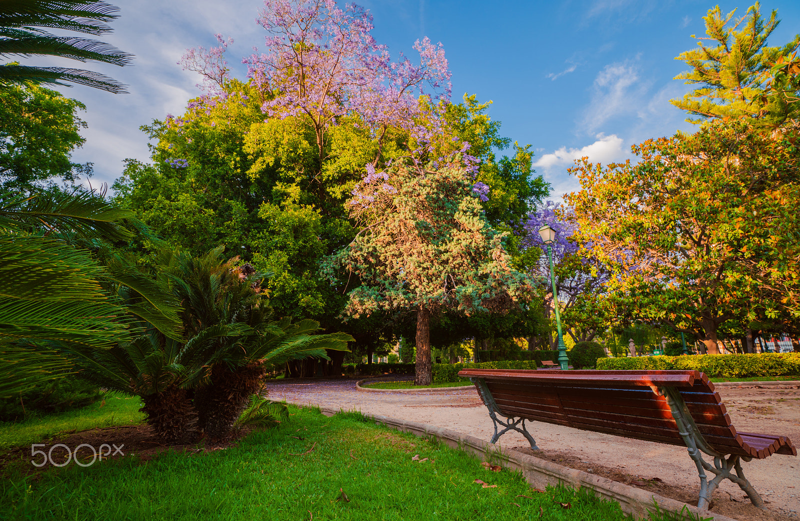 Sony a99 II sample photo. Blossoming trees of jacaranda in the park vivieros in the pre-hours. valencia, spain photography