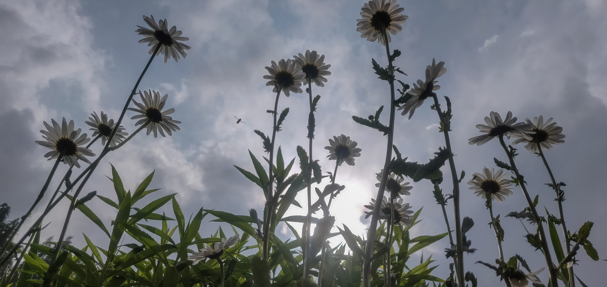 OnePlus A6000 sample photo. White lilly photography