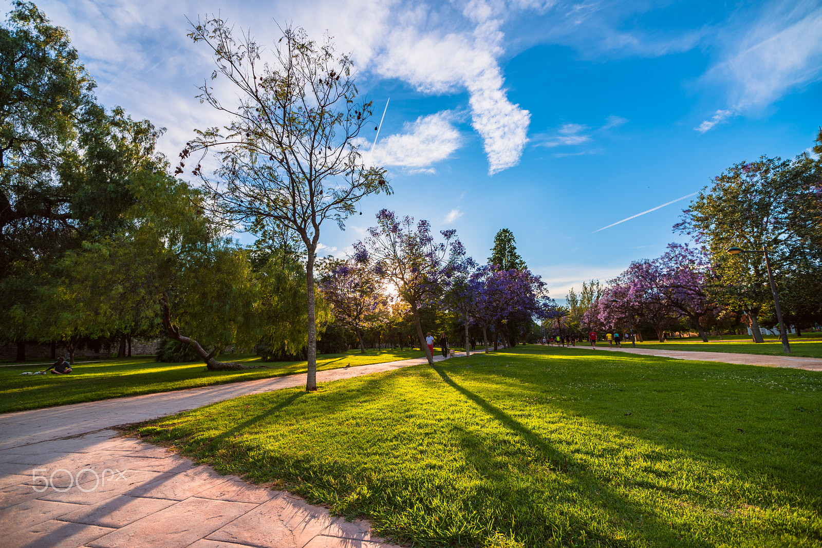 Sony a99 II sample photo. Flowering trees in the park of turia in the pre-hours. valencia, spain photography