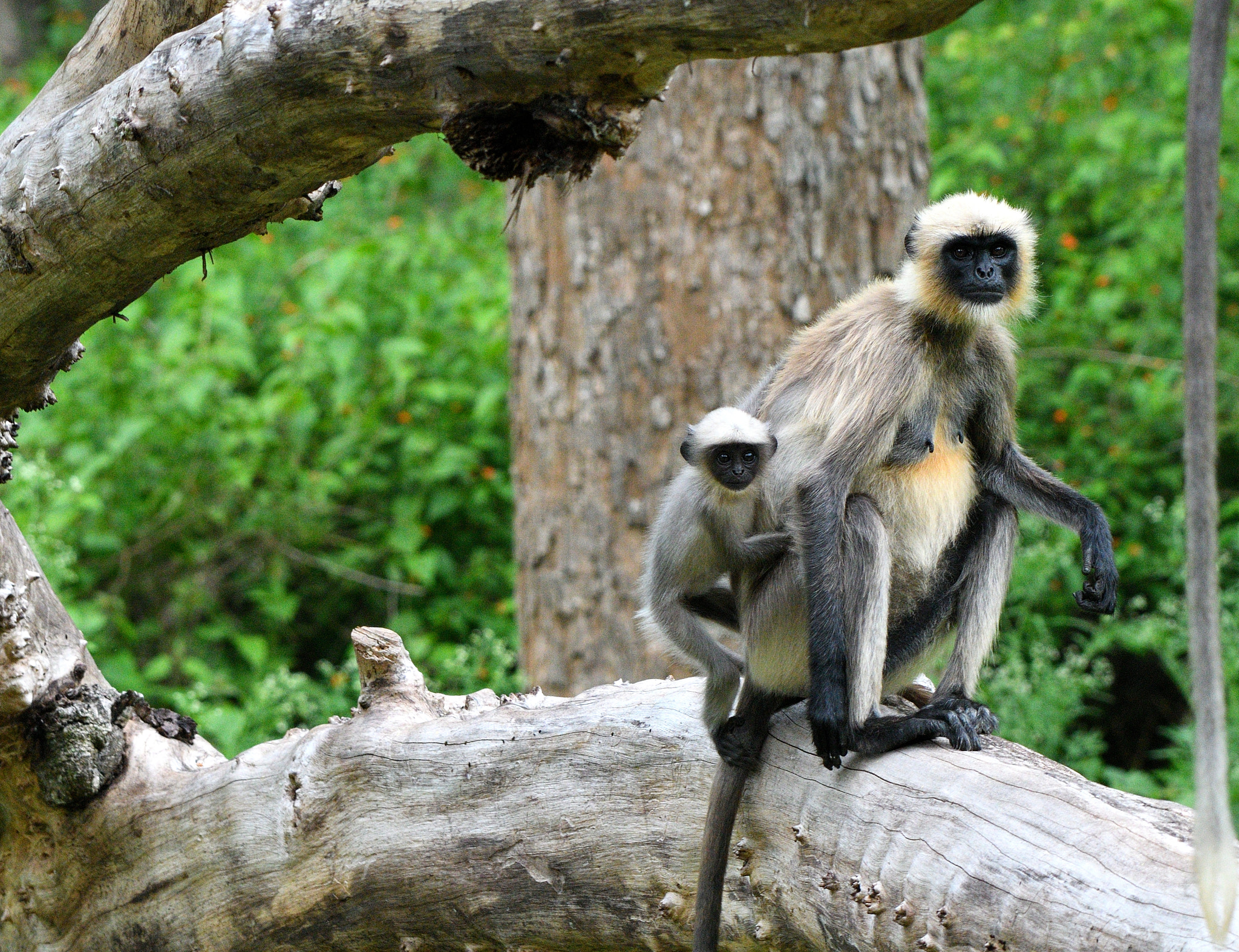 Nikon D500 + Nikon AF-S Nikkor 200-500mm F5.6E ED VR sample photo. Mother and baby hanuman langur at kabini photography