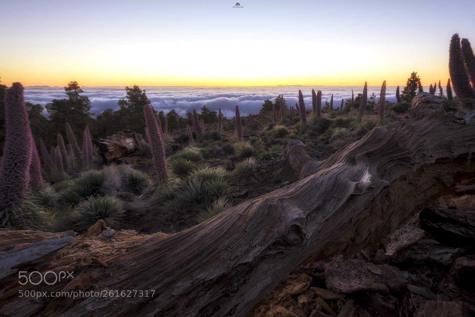 Nikon D750 sample photo. Monte de tajinastes en photography