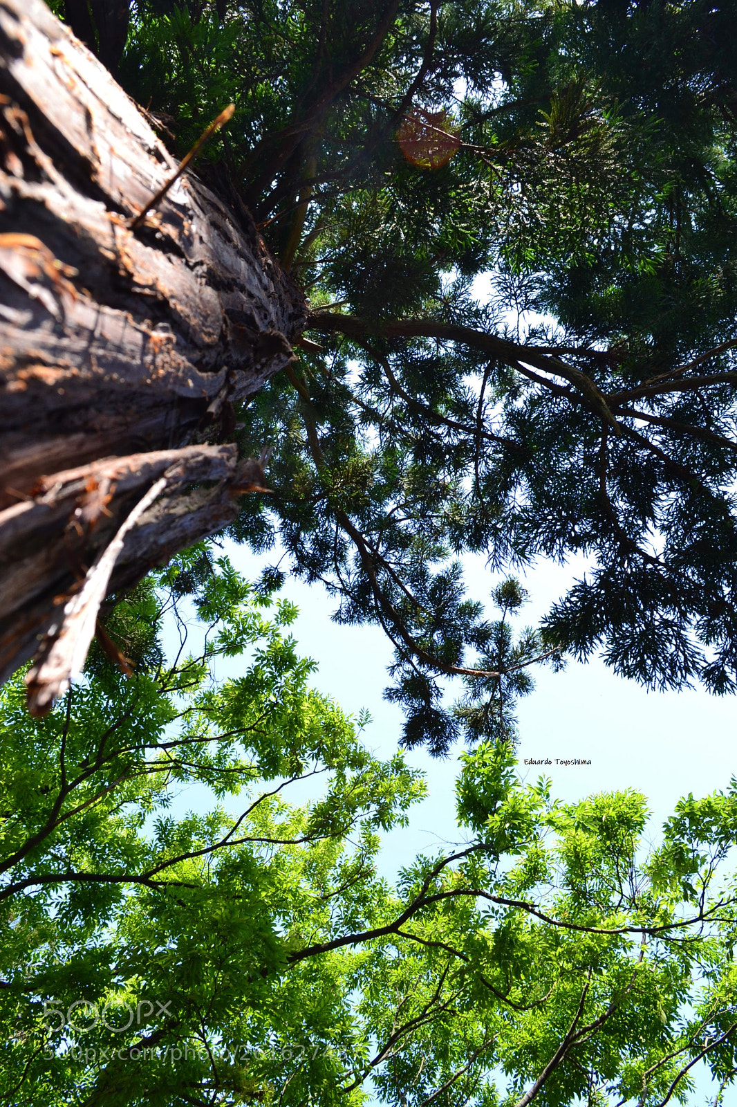 Nikon D3100 sample photo. Temple in komatsu-shi photography