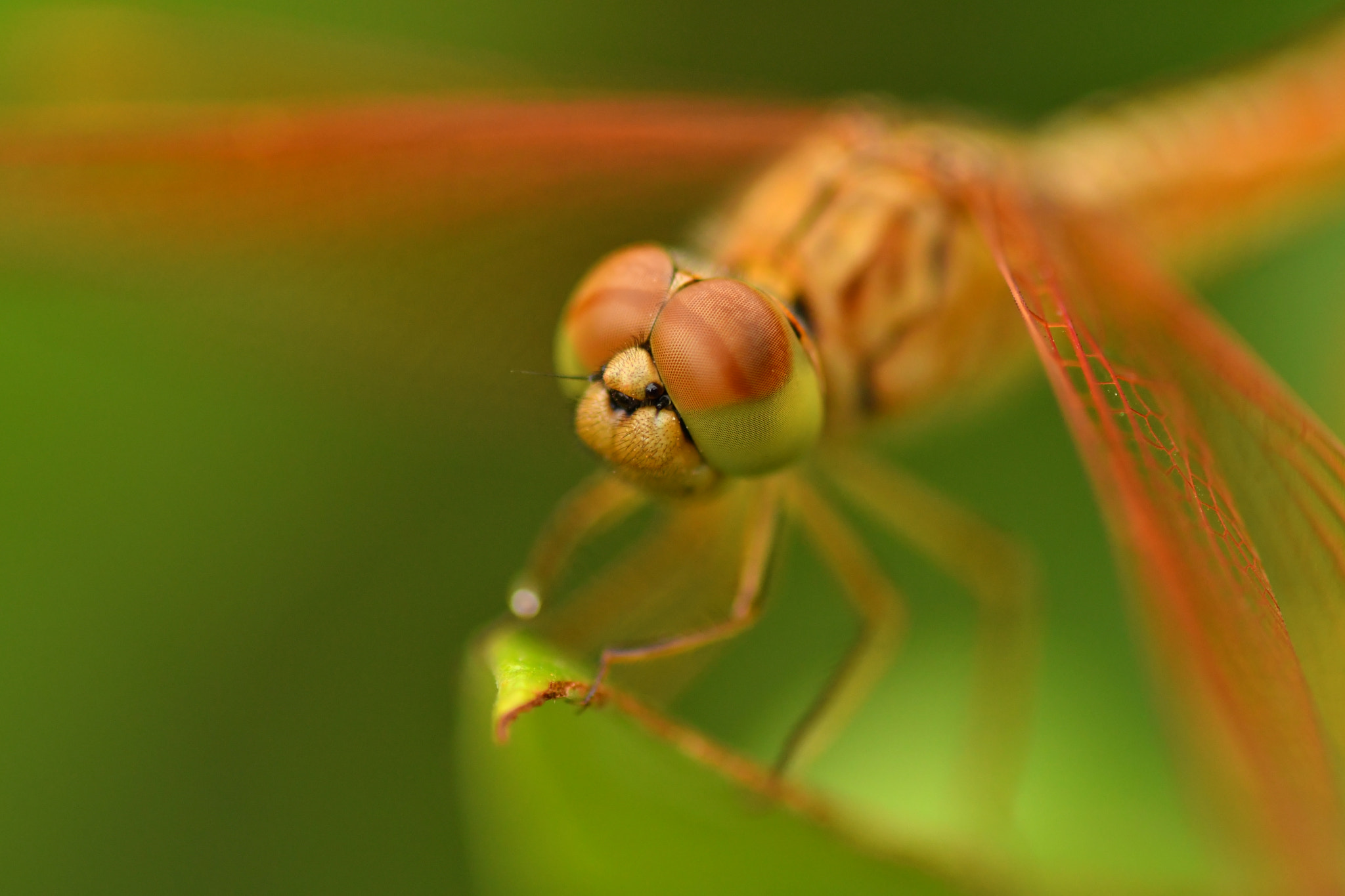 Nikon D7500 sample photo. Close up me photography