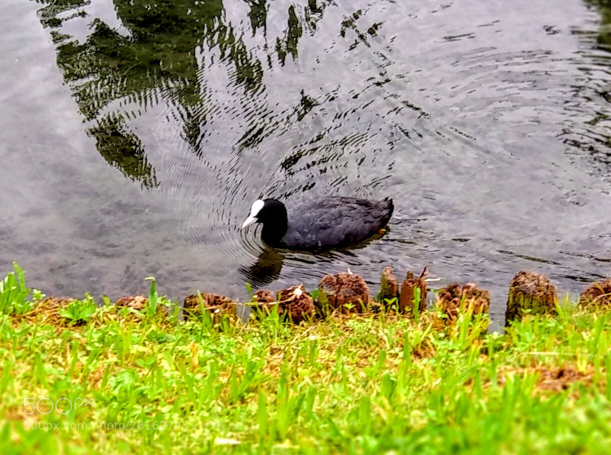 Xiaomi Mi A1 sample photo. Duck... photography