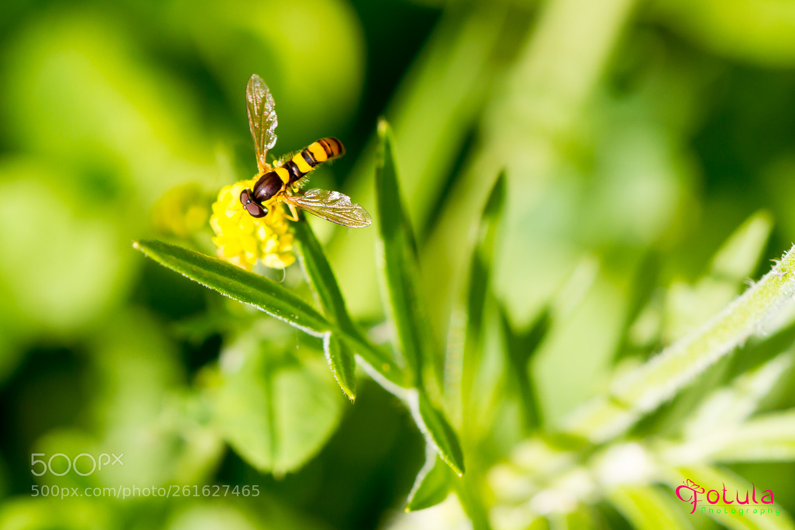 Canon EOS 7D sample photo. Schwebfliege photography