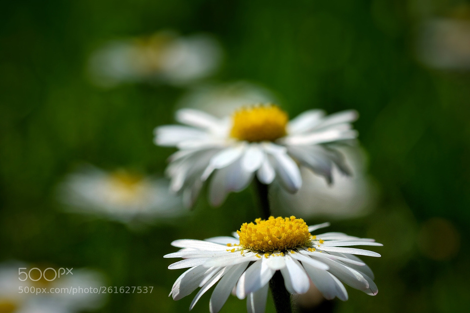 Fujifilm X-T20 sample photo. Garden photography