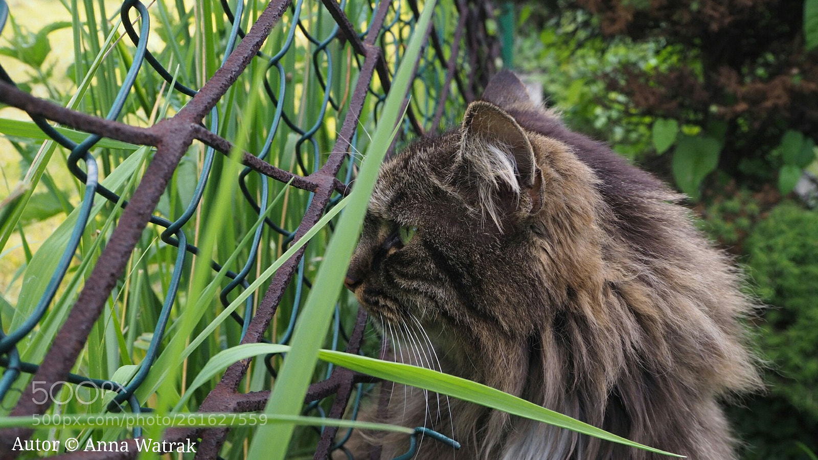 Olympus OM-D E-M10 II sample photo. A cat in the photography