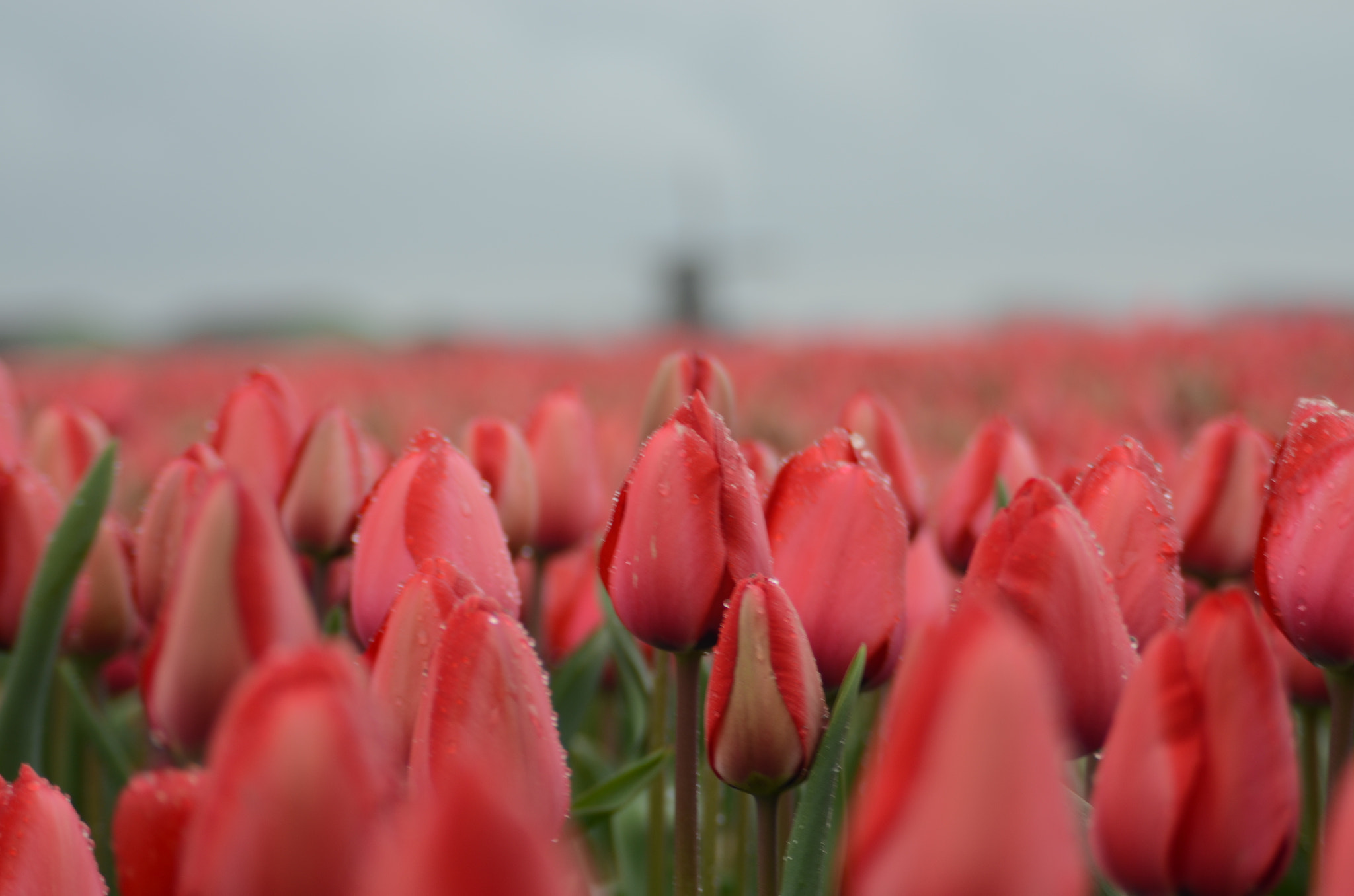 Nikon D7000 sample photo. Tulpen photography