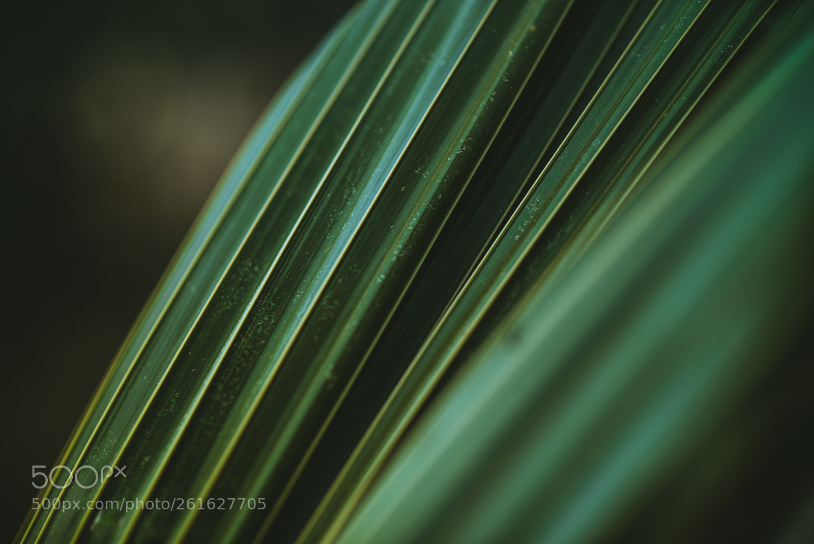 Nikon D810 sample photo. Moody photography