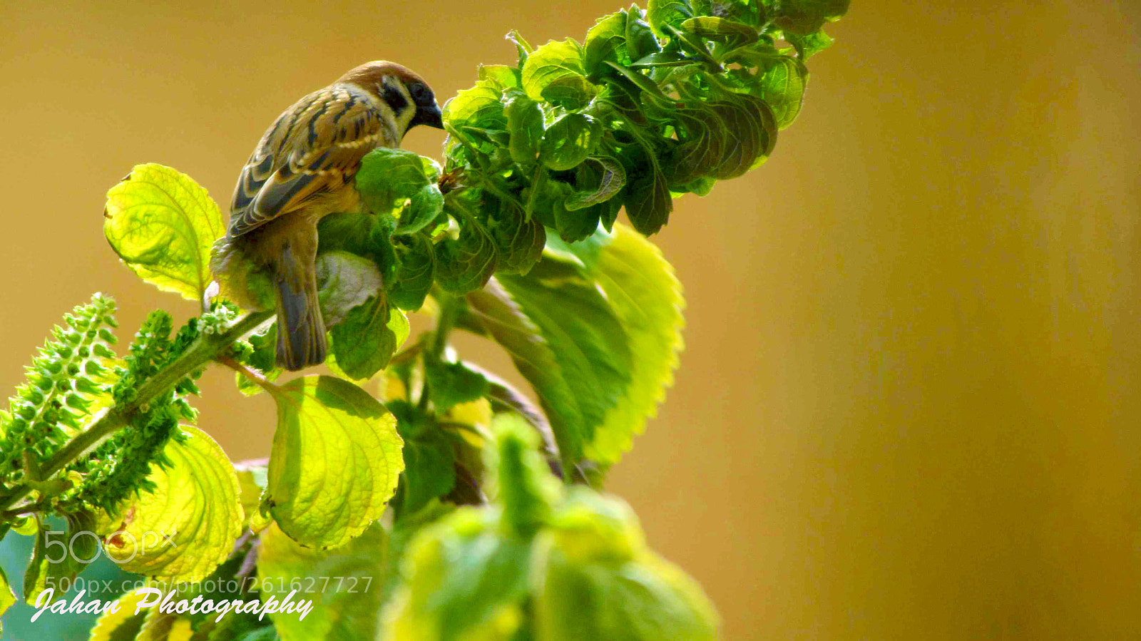 Canon PowerShot SX30 IS sample photo. Sparrow photography