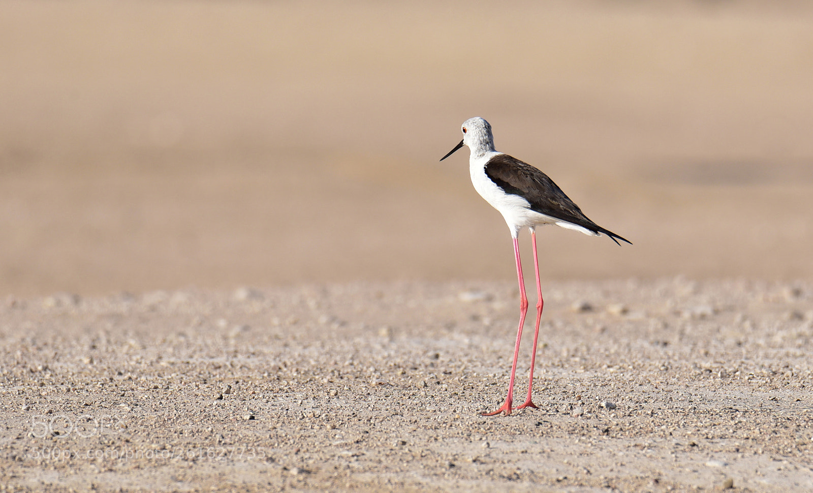 Nikon D750 sample photo. A lone stilt ....! photography