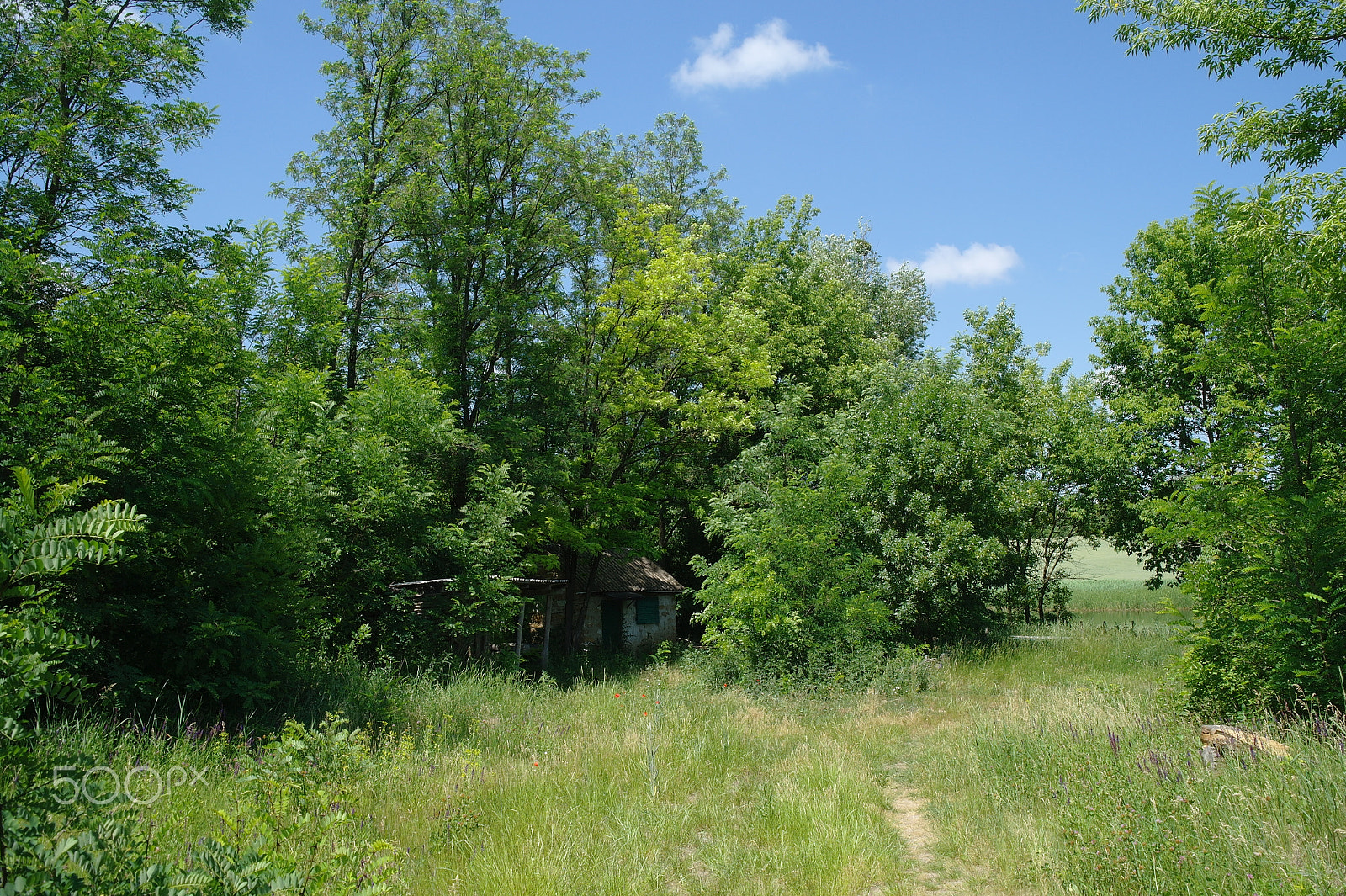 Samsung NX5 sample photo. Rural landscape photography