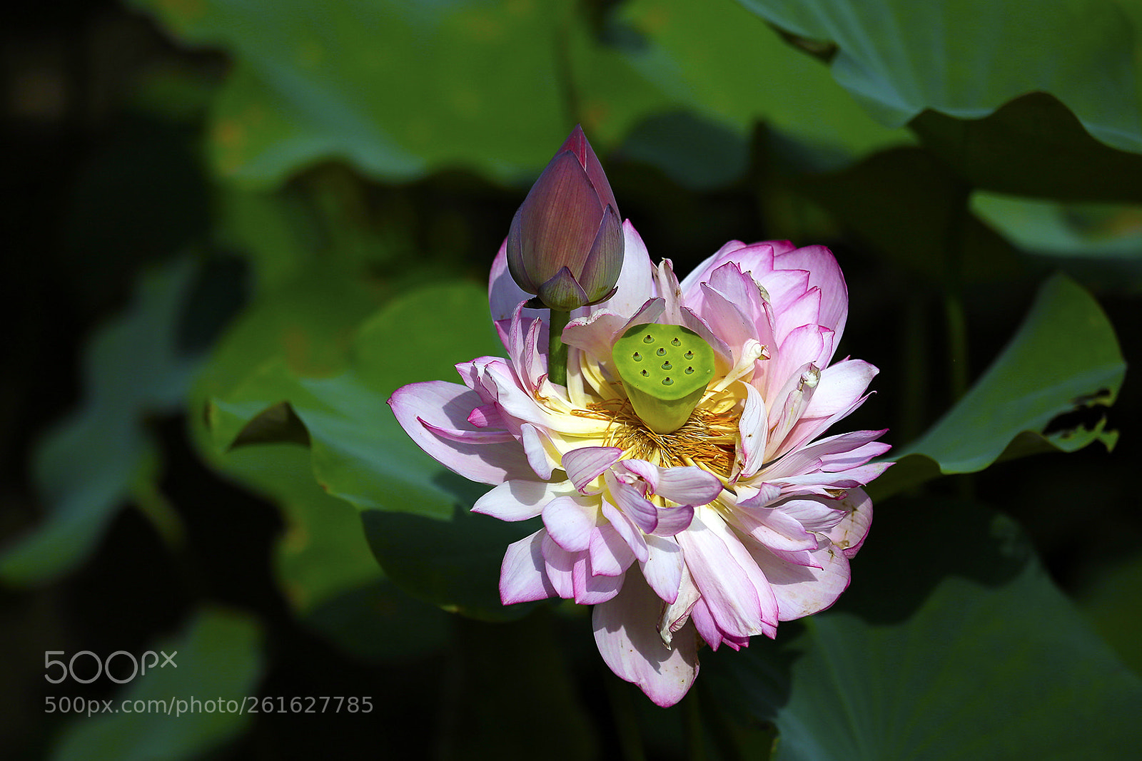 Canon EOS 6D sample photo. _mg_2541-5.jpg photography