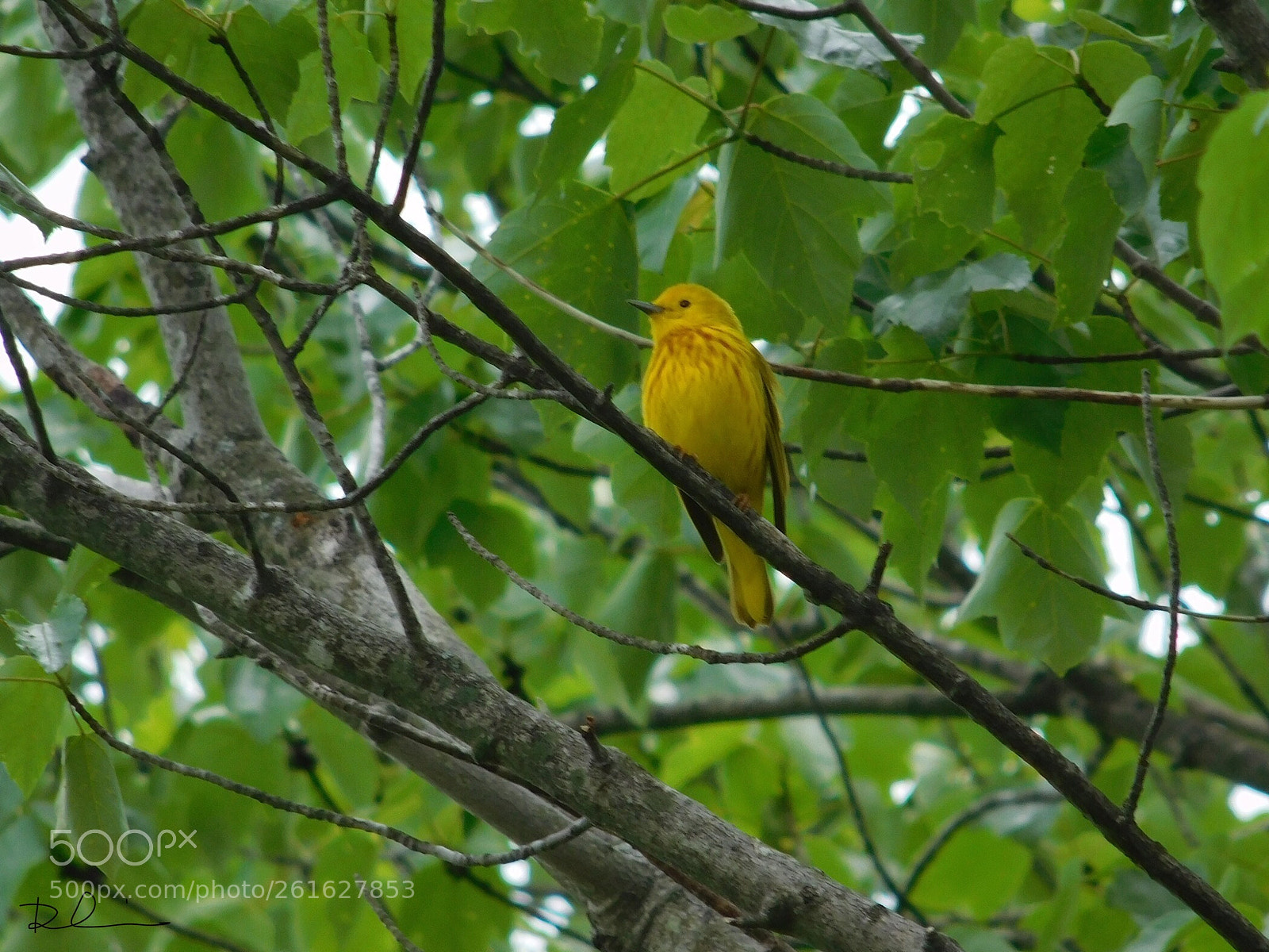 Nikon Coolpix L840 sample photo. Yellow warbler  photography