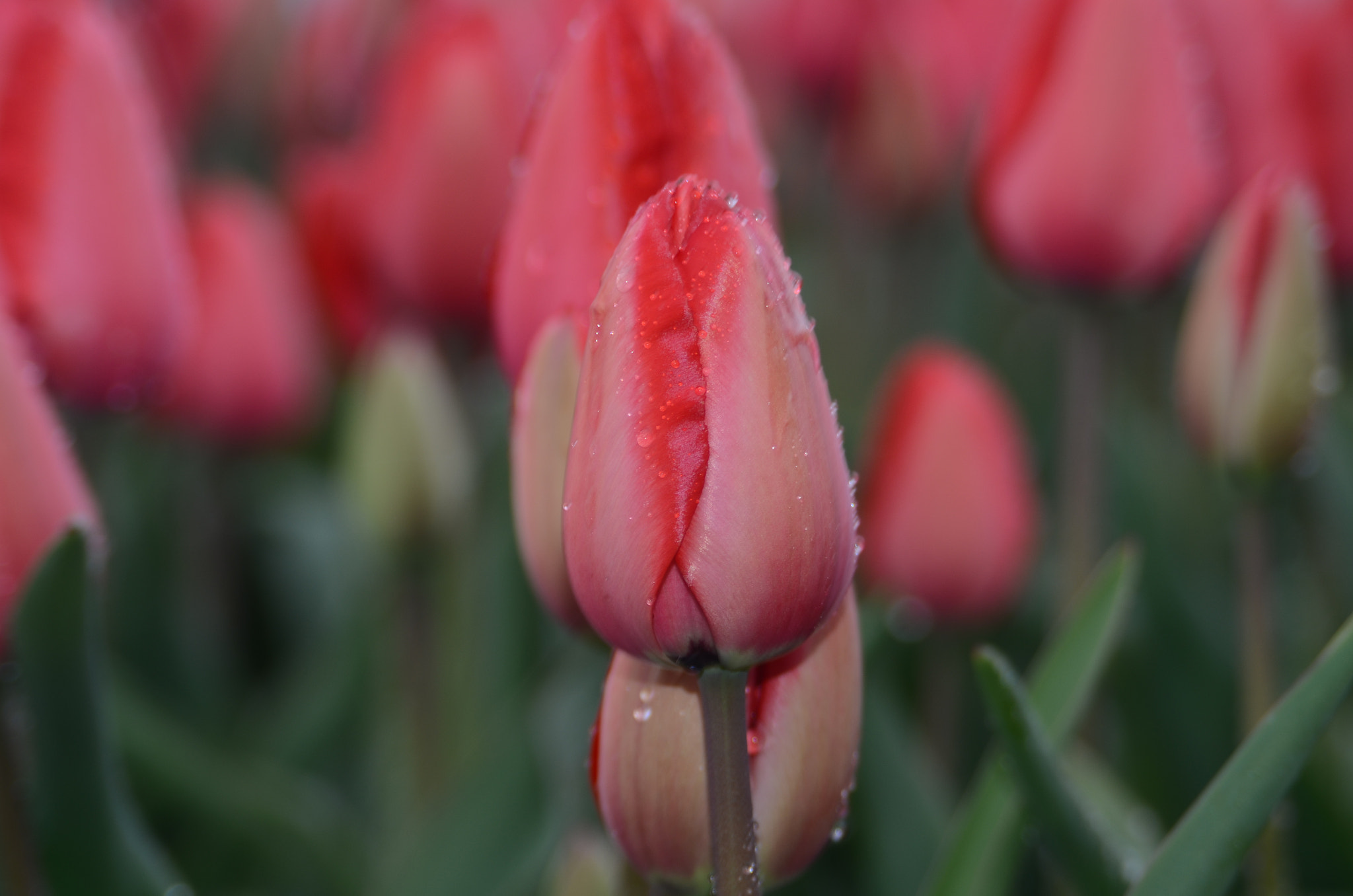 AF Zoom-Nikkor 28-105mm f/3.5-4.5D IF sample photo. Tulpen voor galja photography