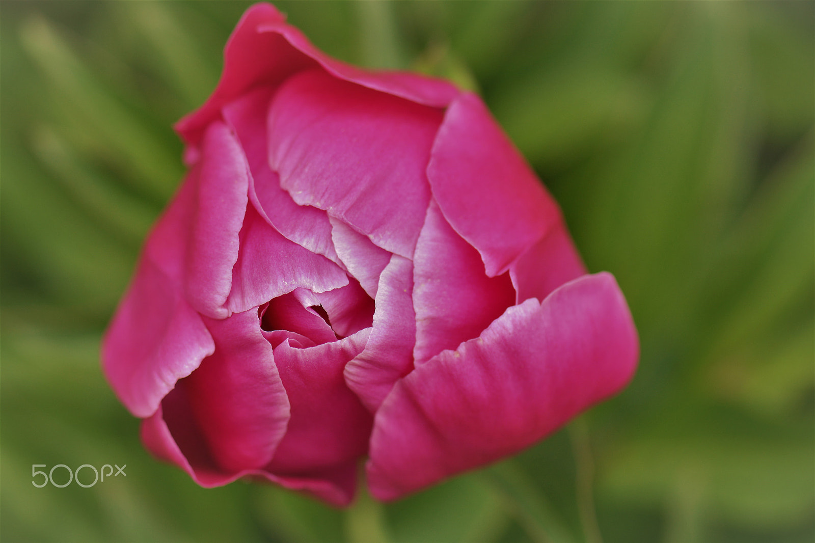 Nikon AF-S Micro-Nikkor 105mm F2.8G IF-ED VR sample photo. A pink peony in the jungle. photography