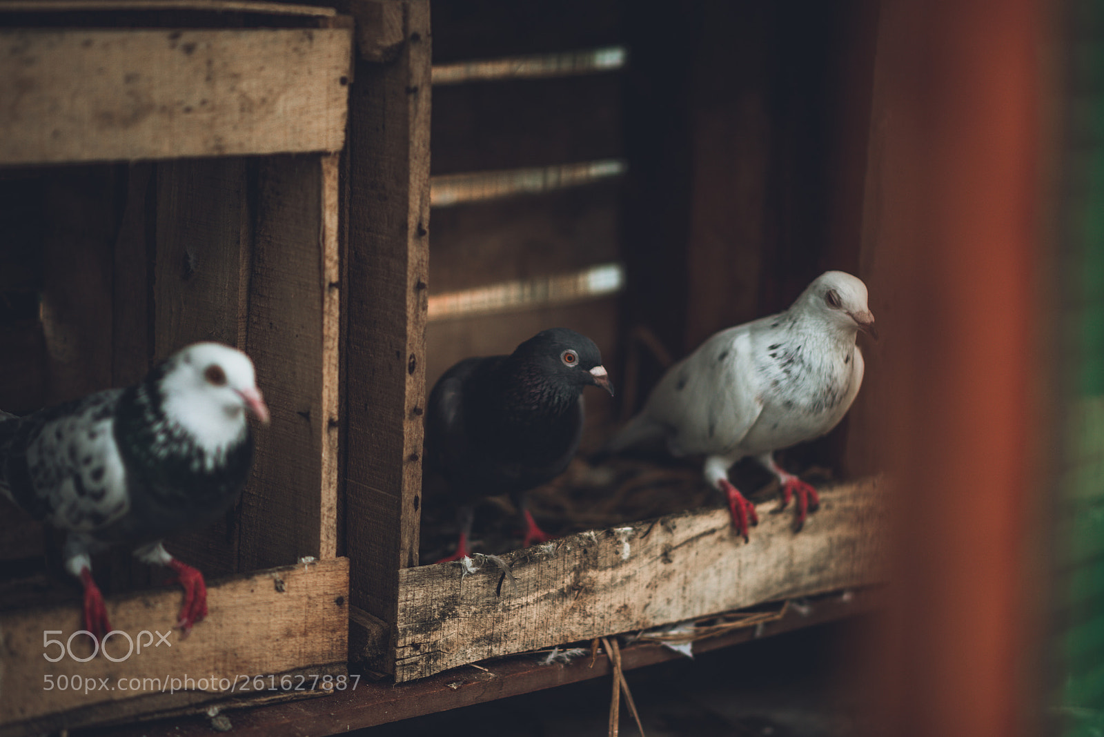 Nikon D810 sample photo. Birds photography