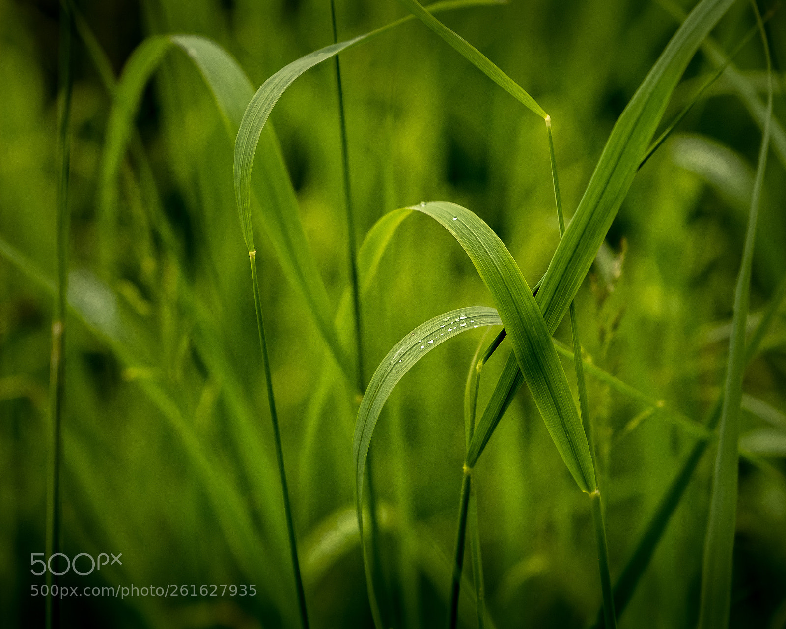 Fujifilm X-T2 sample photo. Morning dew photography