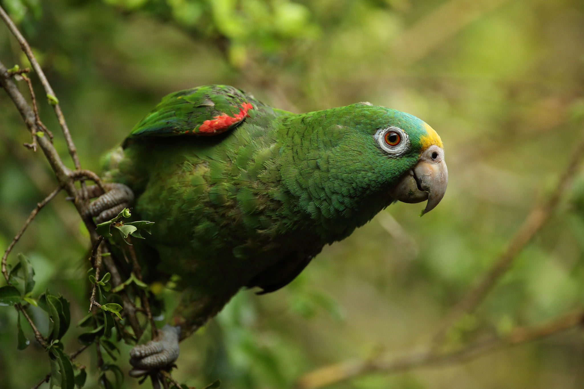 Canon EF 500mm F4L IS USM sample photo. Yellow-crowned amazon - amazona ochrocephala photography