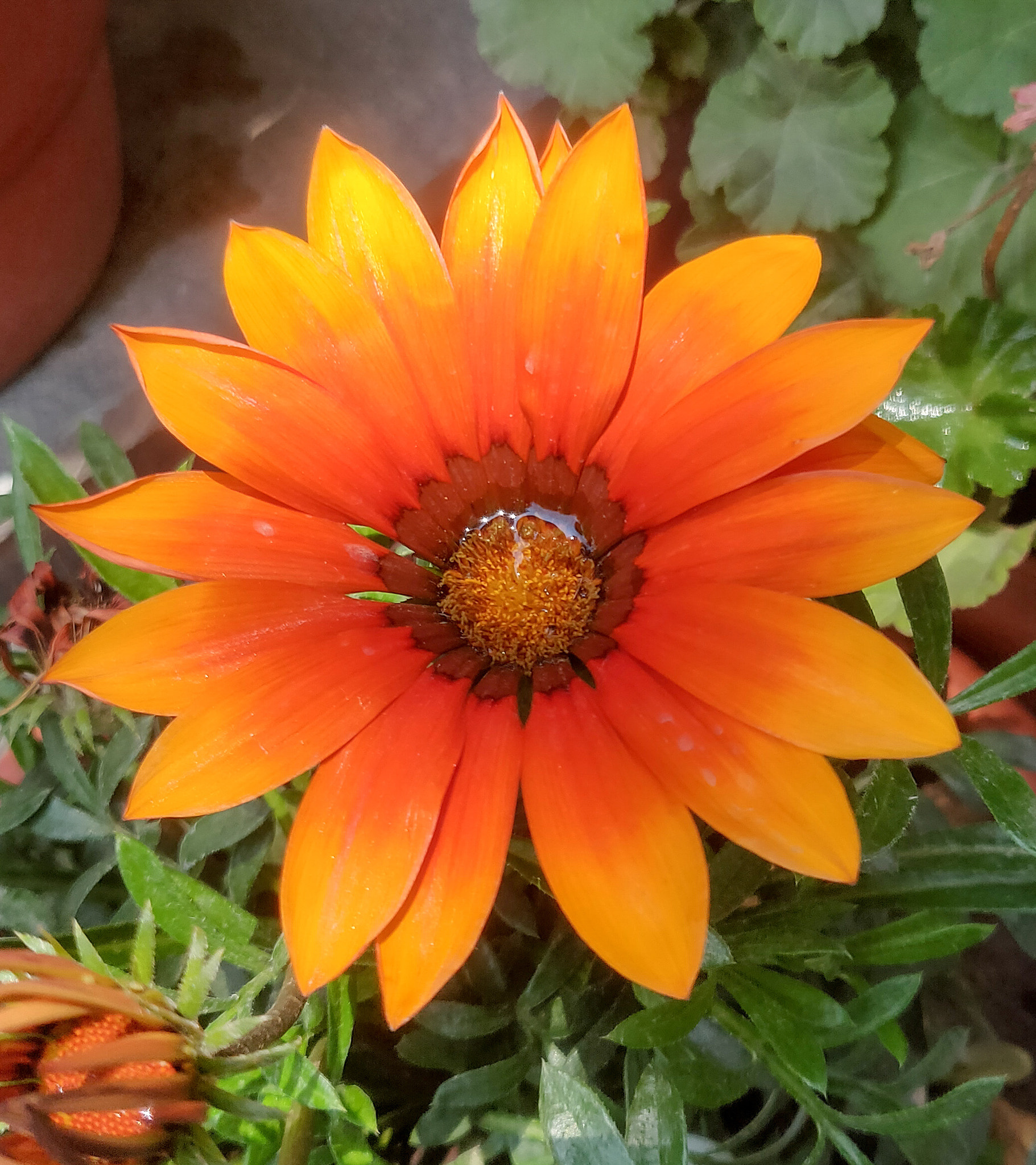 OnePlus A6000 sample photo. Dahlia photography