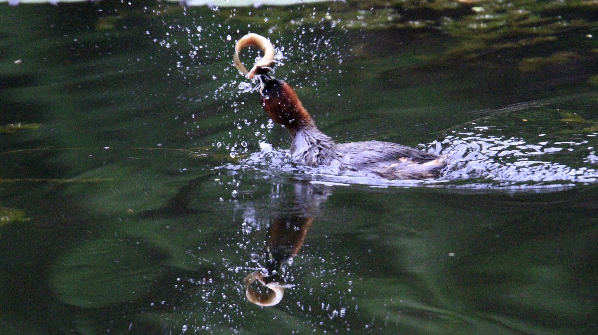 Canon EOS 7D sample photo. 鸭鸭 photography