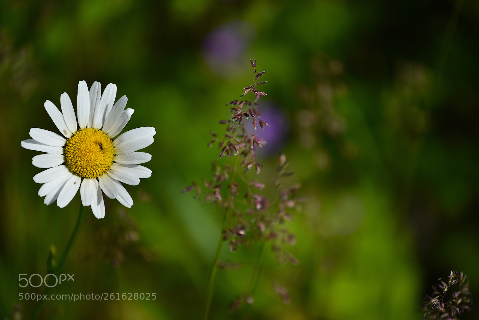 Nikon D750 sample photo. Fiori colorati  photography