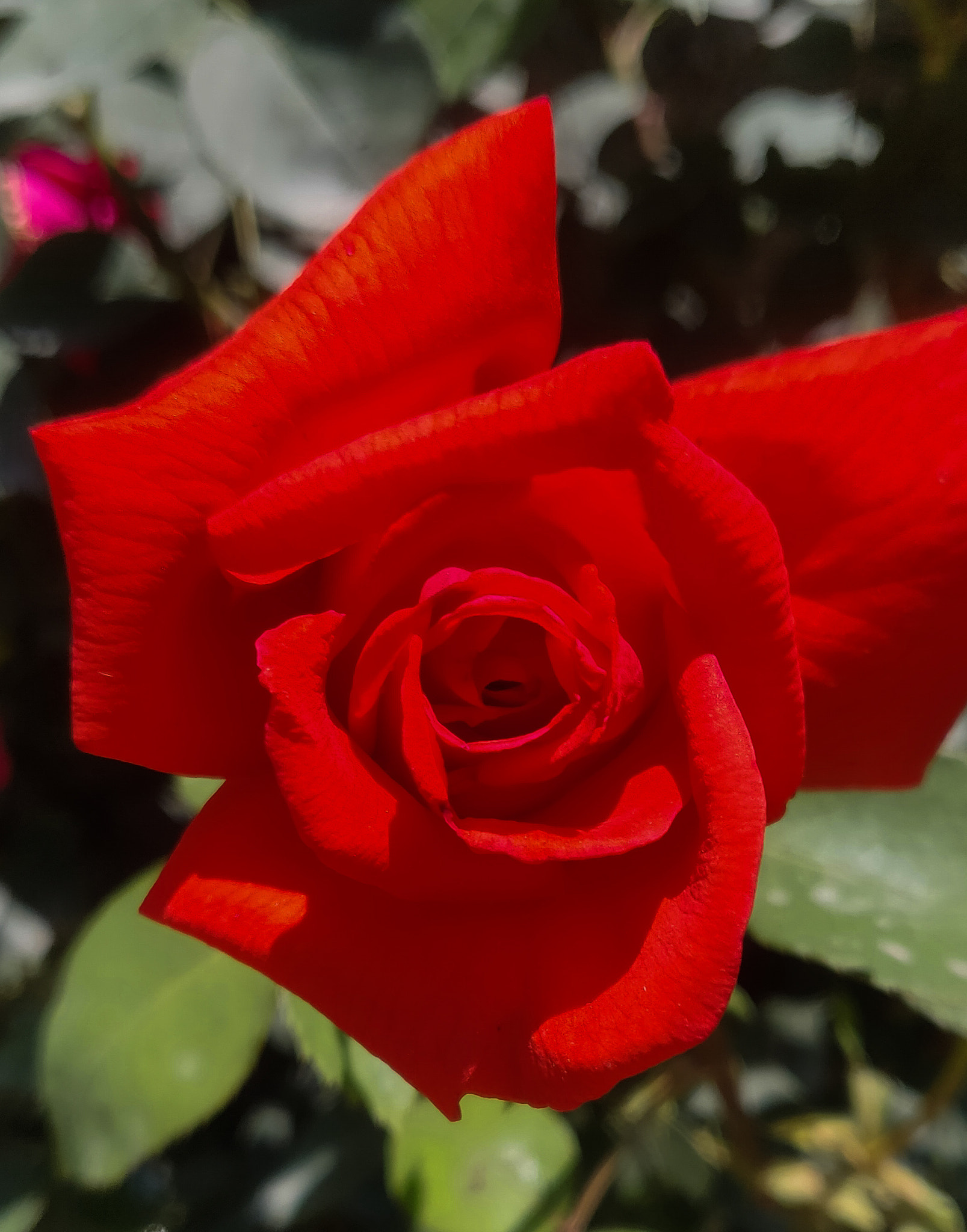 OnePlus A6000 sample photo. Rose 🌹 photography