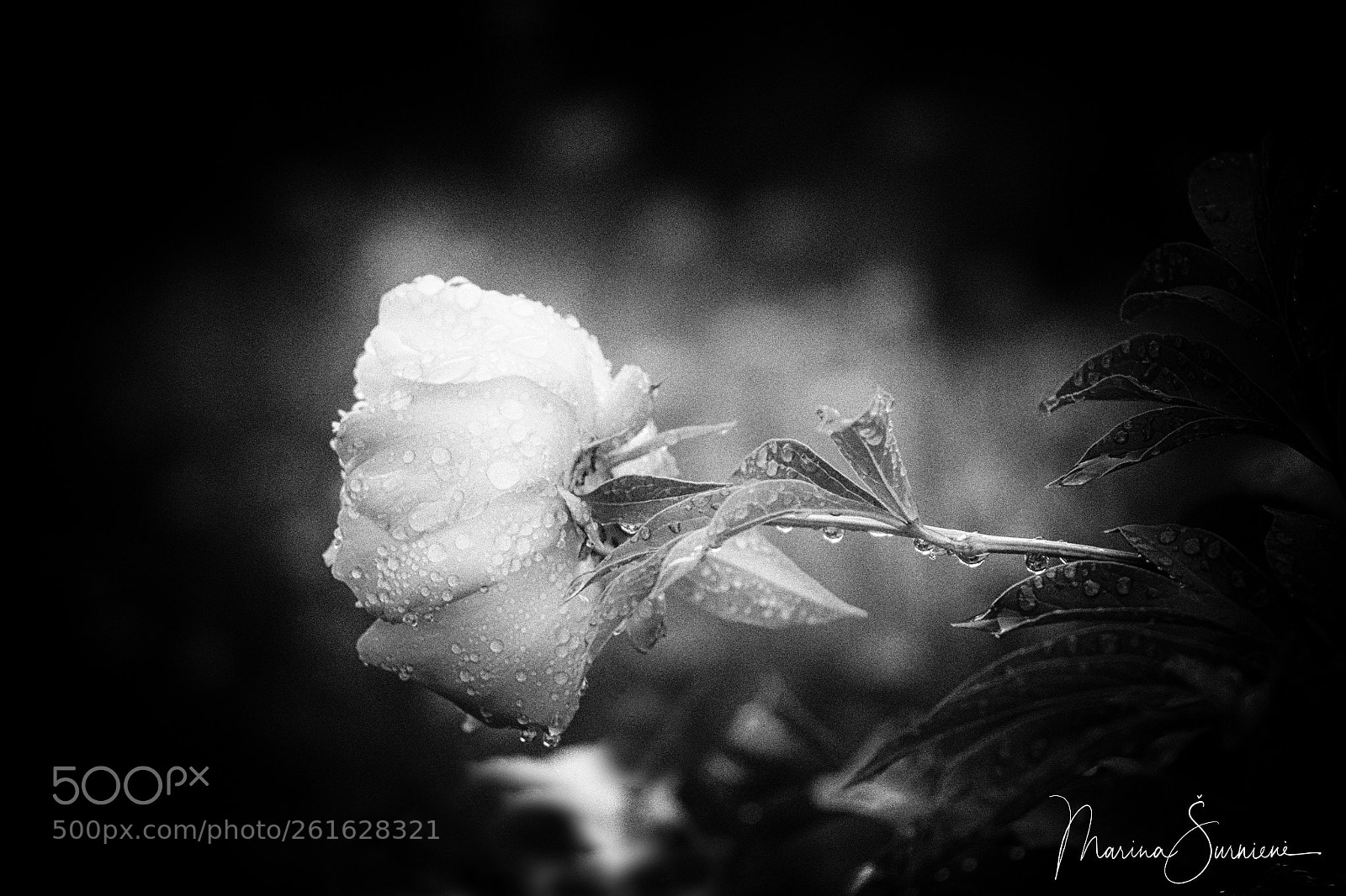 Canon EOS 7D sample photo. After rain photography