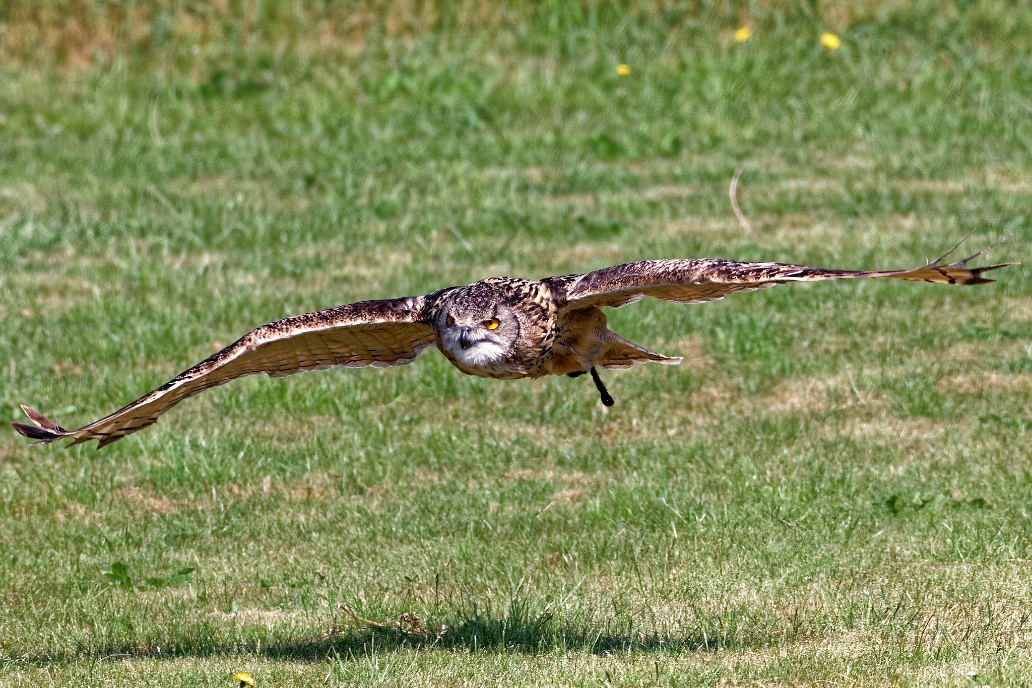 Sigma 150-600mm F5-6.3 DG OS HSM | C sample photo. Owl on the move photography