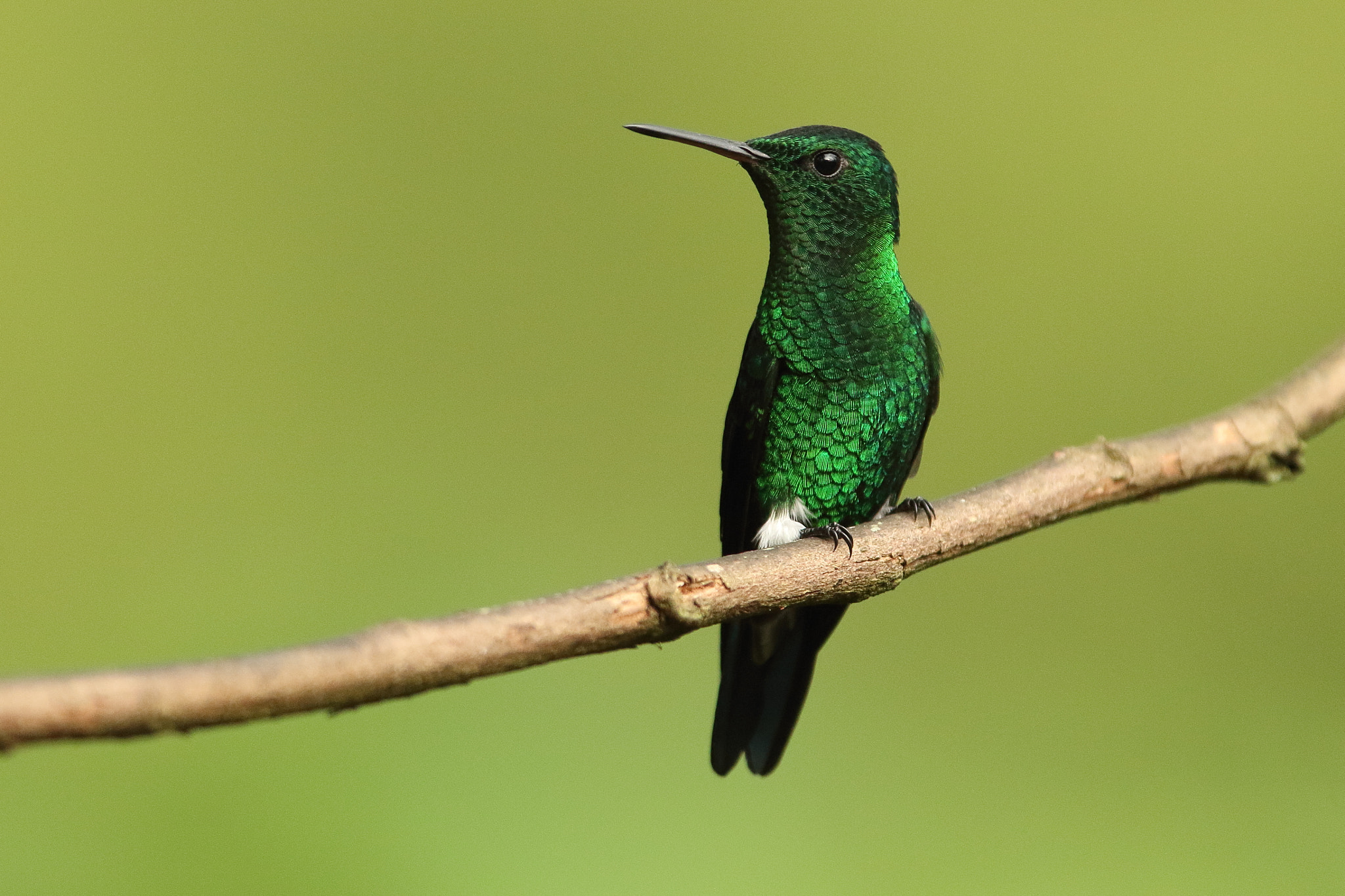 Canon EOS 7D Mark II sample photo. Western emerald - chlorostilbon melanorhynchus photography