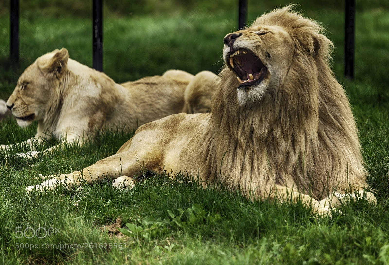 Nikon D750 sample photo. Big yawn photography