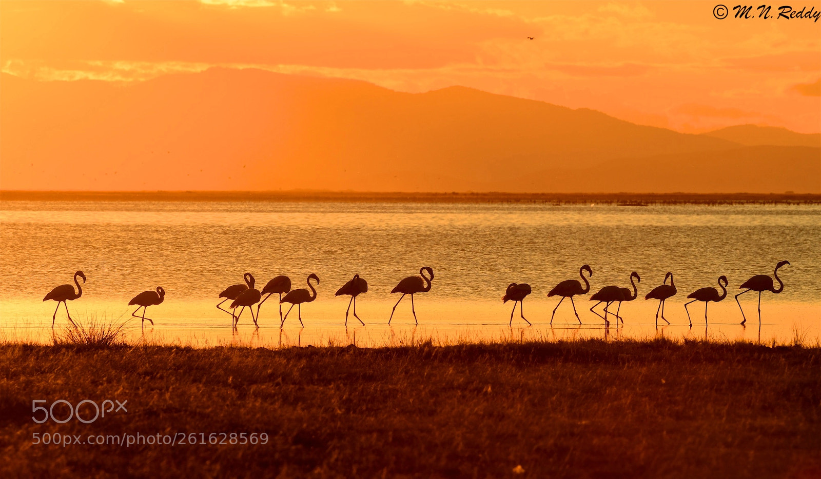 Nikon D850 sample photo. Flamingo's - silhouette photography