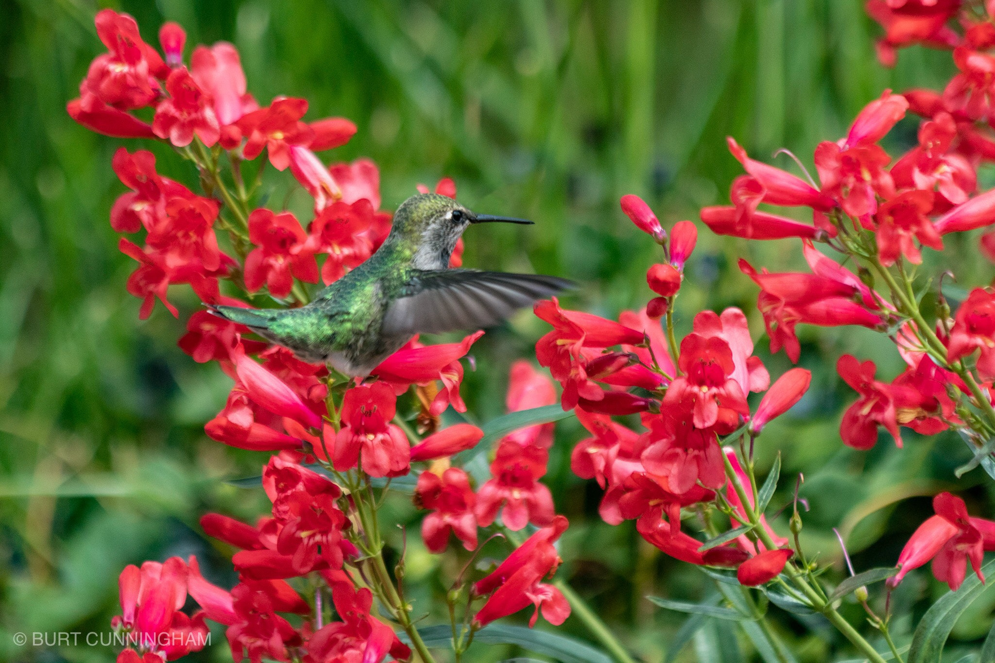 Canon EOS M5 sample photo. Anna’s hummingbird 2 photography