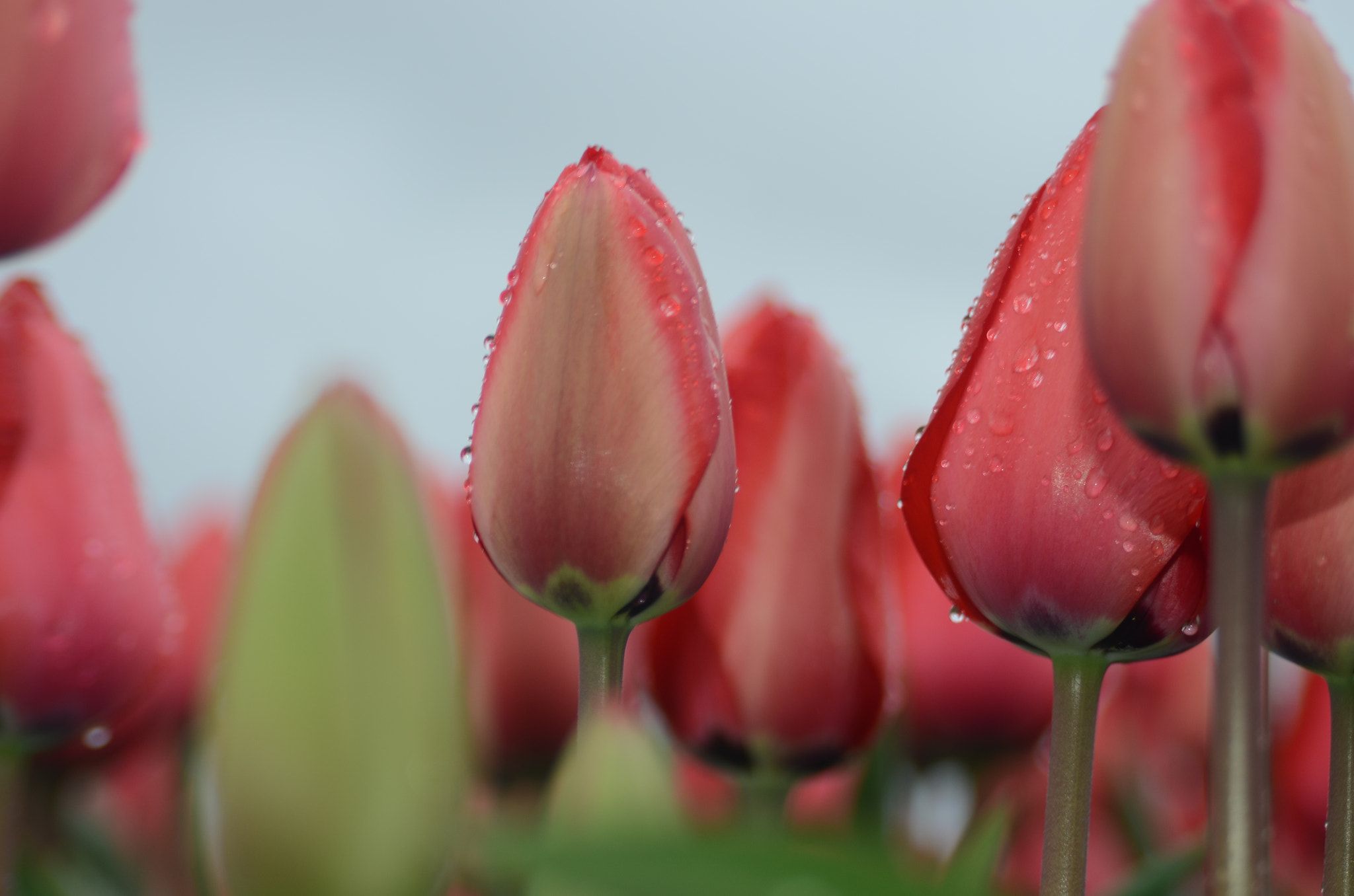 AF Zoom-Nikkor 28-105mm f/3.5-4.5D IF sample photo. Tulpen photography
