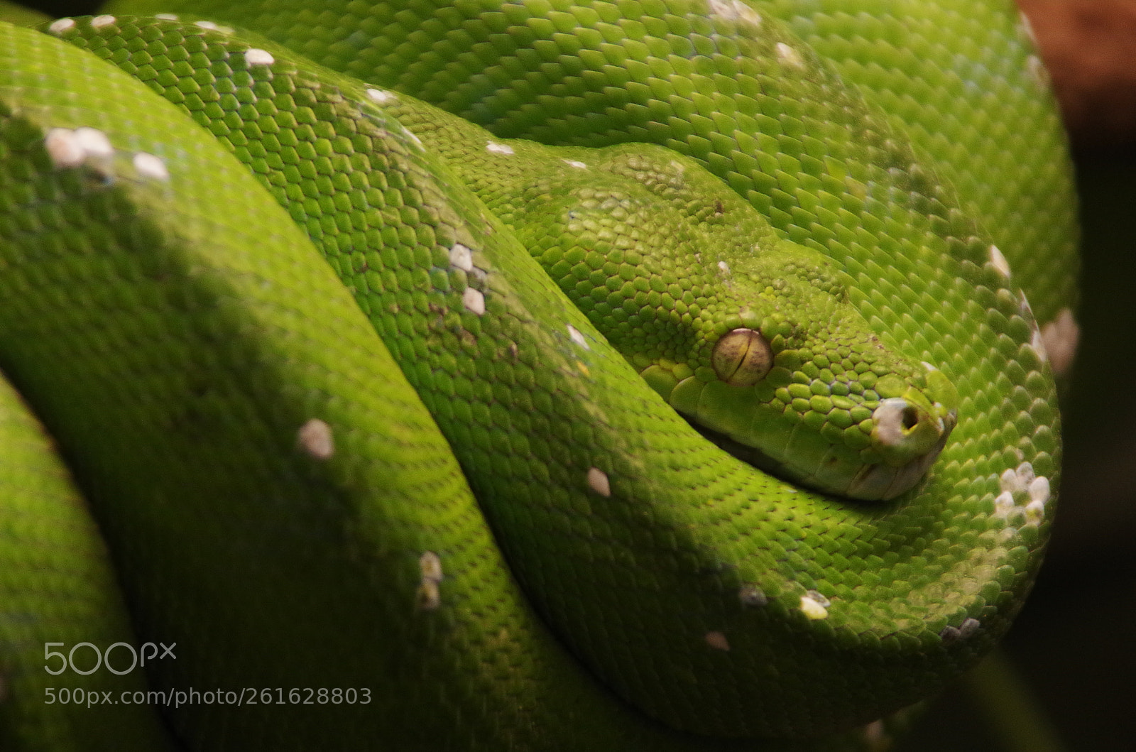Pentax K-50 sample photo. Green photography