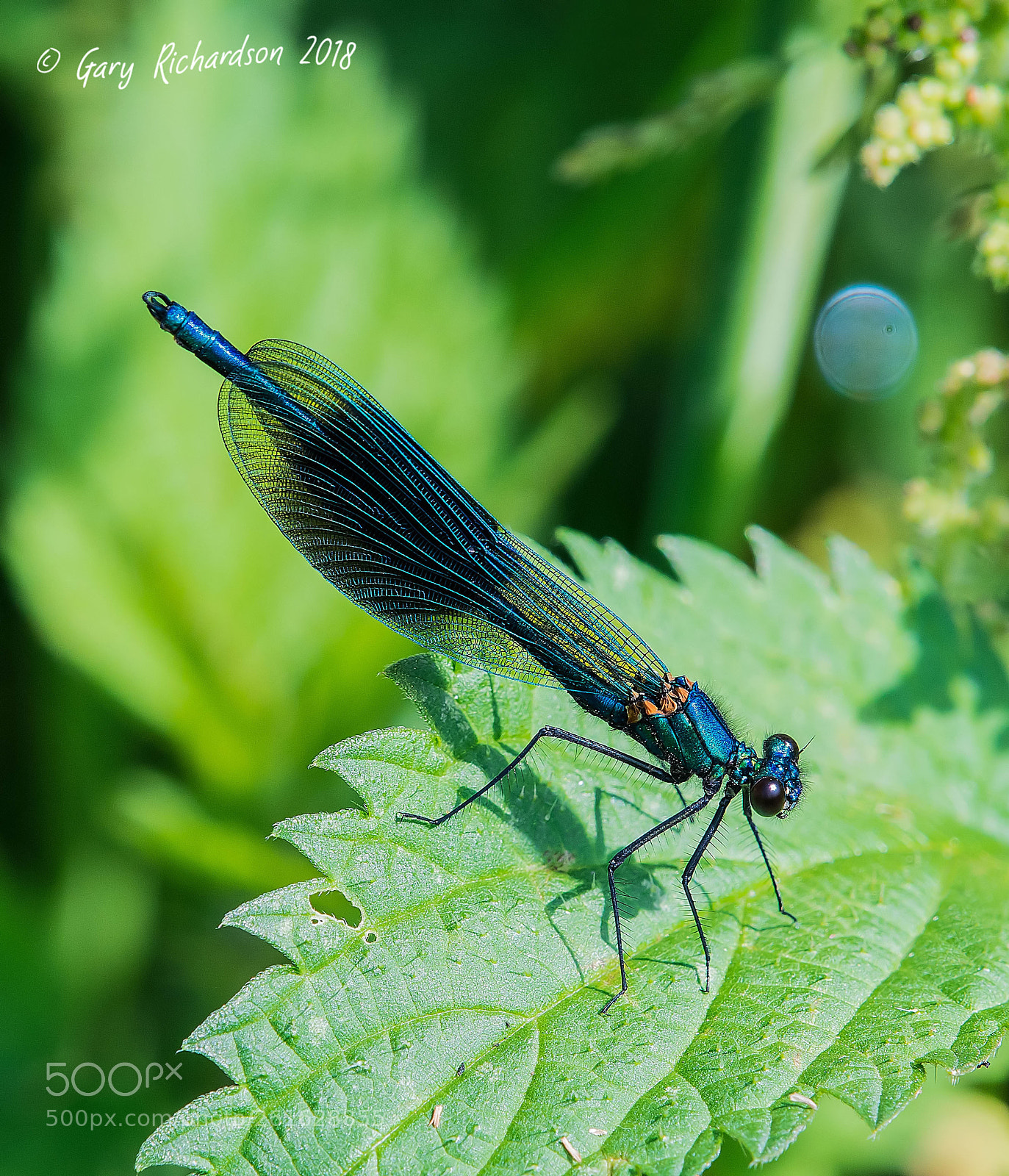 Nikon D500 sample photo. Banded demoiselle (male) photography