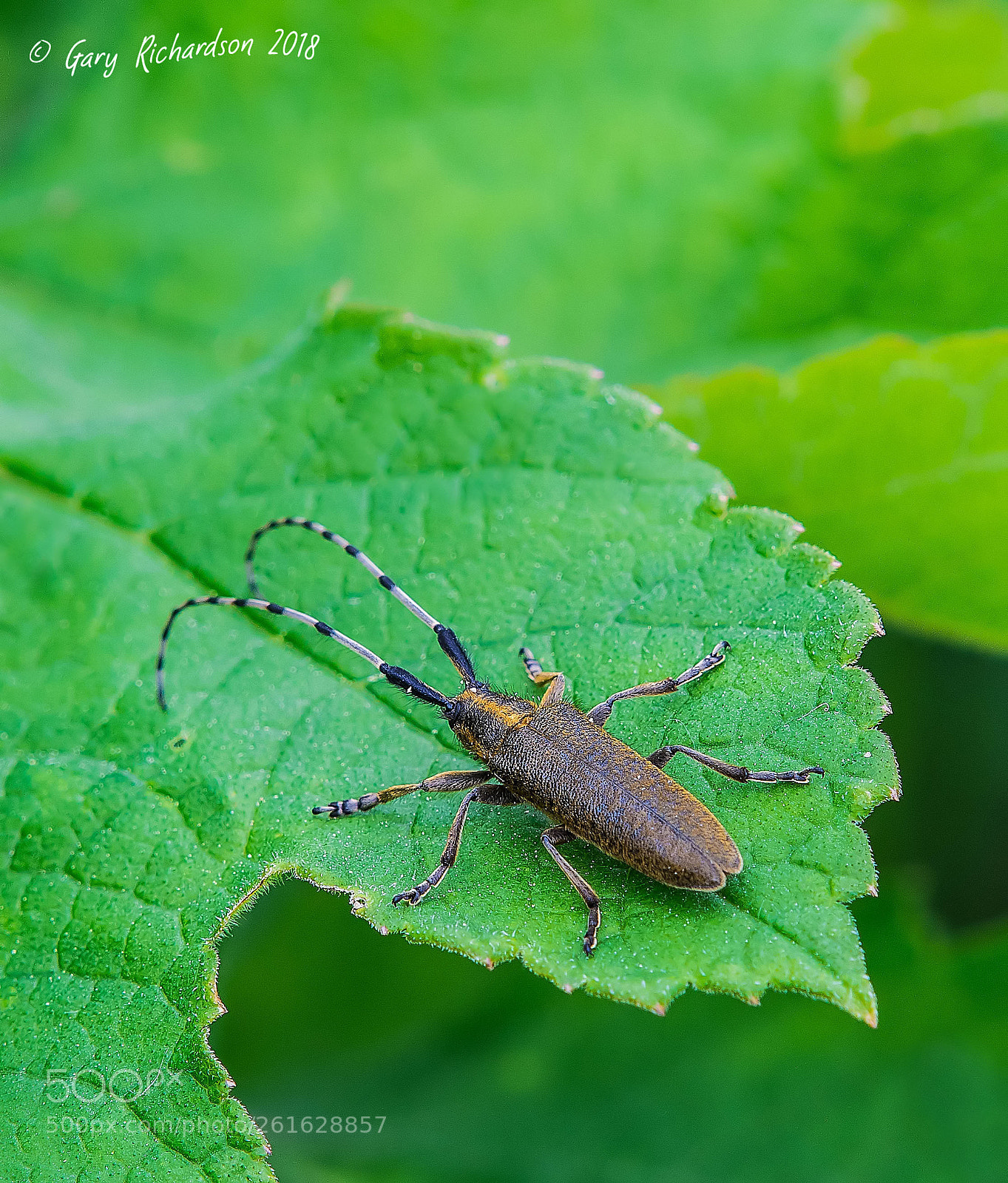 Nikon D500 sample photo. Agapanthia villosoviridescens photography