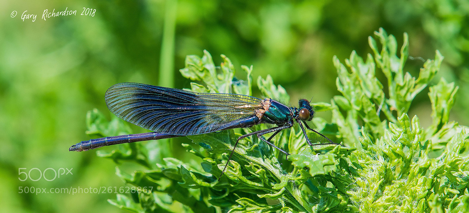Nikon D500 sample photo. Banded demoiselle (male) photography