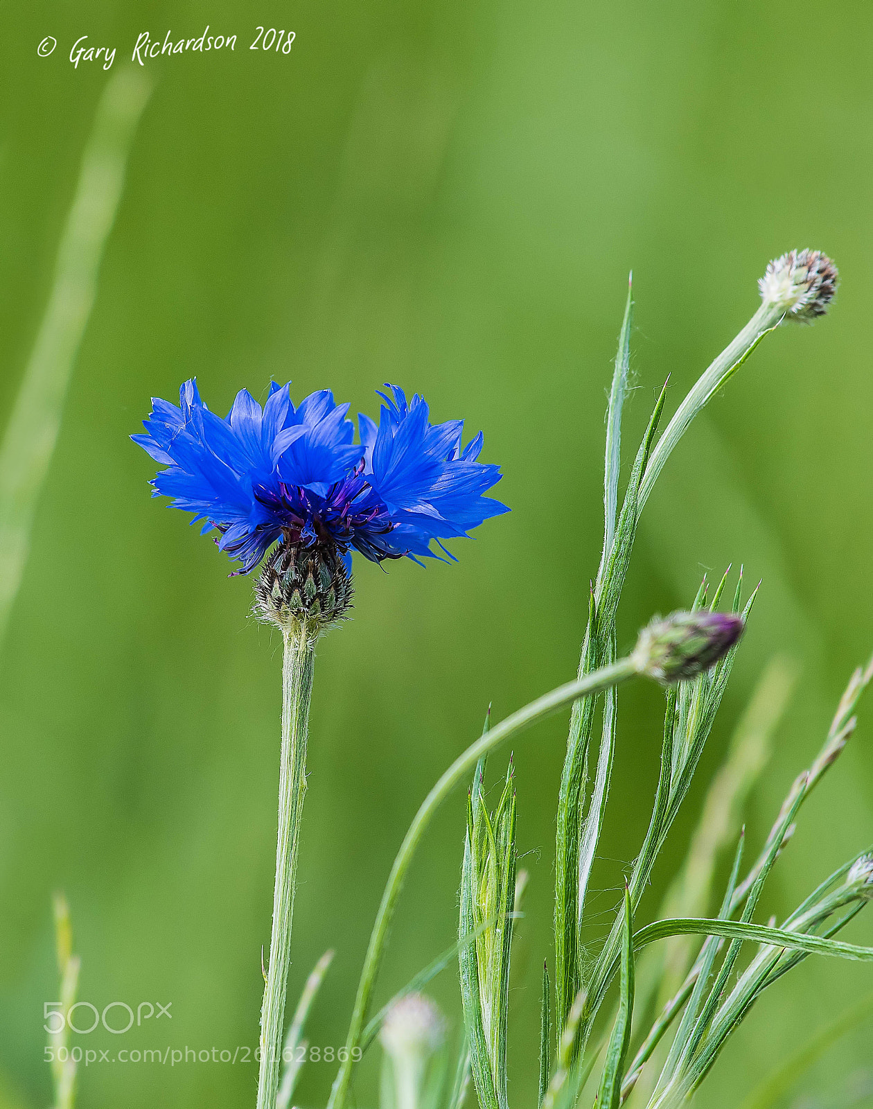 Nikon D500 sample photo. Blue flower photography