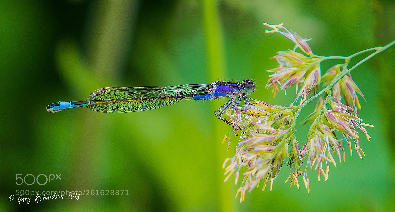 Nikon D500 sample photo. Blue tailed damselfly (viocela) photography